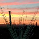 Ocotillo Sunrise