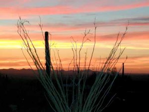 Ocotillo Sunrise