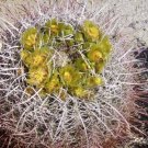 Barrel Cactus in Bloom