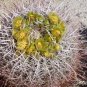 Barrel Cactus in Bloom