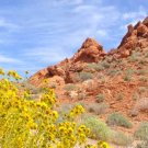 Desert Bloom