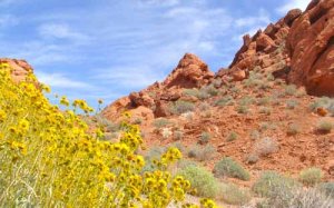 Desert Bloom