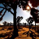 Late Afternoon in the Desert