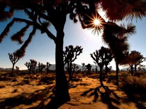 Late Afternoon in the Desert