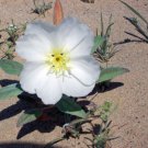 Orchid of the Desert