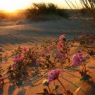 Flowered Dune