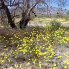 Yellow Flower Splendor
