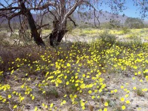 Yellow Flower Splendor