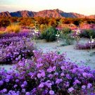 Purple Flower Explosion