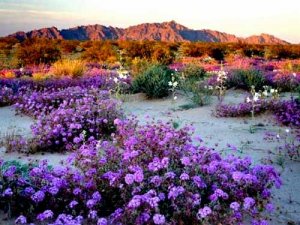 Purple Flower Explosion