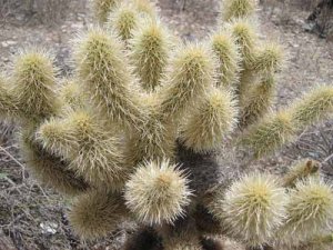 Jumping Cholla Cactus