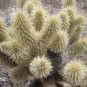 Jumping Cholla Cactus