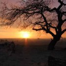 Mesquite Sunset