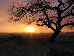 Mesquite Sunset