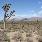 Mojave Desert View