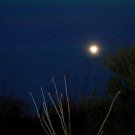 Ocotillo Moonlight