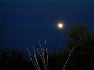Ocotillo Moonlight