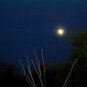 Ocotillo Moonlight