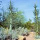 Desert Plants