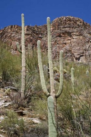 Saguaro - King of the Cacti