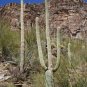 Saguaro - King of the Cacti