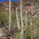 Saguaro - King of the Cacti