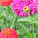 100 HEIRLOOM ZINNIA California Giant Mix seeds 100 HEIRLOOM ZINNIA California Giant Mix seeds