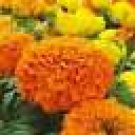 100 HEIRLOOM FRESH CRACKER JACK Marigold Mix SEEDS 100 HEIRLOOM FRESH CRACKER JACK Marigold Mix SEEDS