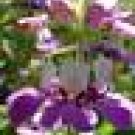 100 HEIRLOOM Chinese Houses seeds 100 HEIRLOOM Chinese Houses seeds