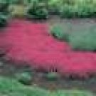 100  HEIRLOOM  Creeping Thyme  Seeds
