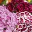 100 HEIRLOOM DIANTHUS, SWEET WILLIAM SEEDS MIX 100 HEIRLOOM DIANTHUS, SWEET WILLIAM SEEDS MIX