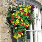 50 HEIRLOOM Nasturtium, Edible plant Mix SEEDS 50 HEIRLOOM Nasturtium, Edible plant Mix SEEDS