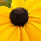 200 HEIRLOOM Black Eyed Susan  Rudbeckia hirta  seeds