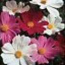 100 HEIRLOOM Cosmos Sensation Mix Seeds