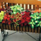100 HEIRLOOM  Coleus RAINBOW  Mix