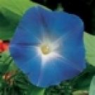 25 HEIRLOOM Morning Glory Heavenly Blue Seeds
