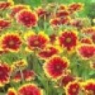 100 HEIRLOOM BLANKET FLOWER,[Gaillardia Aristata] seeds
