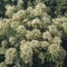 100 HEIRLOOM Mignonette seeds Reseda odorata SEEDS