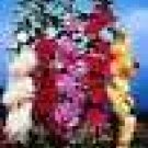 50 heirloom Hollyhock Summer Carnival seeds mix 50 heirloom Hollyhock Summer Carnival seeds mix