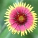 100 HEIRLOOM Indian Blanket Flower Gaillardia p Seeds 100 HEIRLOOM Indian Blanket Flower Gaillardia p Seeds