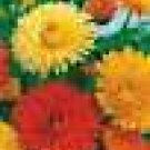 100 HEIRLOOM Pot Marigold  MIX  SEEDS