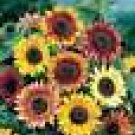 100 HEIRLOOM Sunflower, (Autumn Beauty ) SEEDS 100 HEIRLOOM Sunflower, (Autumn Beauty ) SEEDS