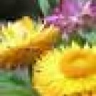 100 HEIRLOOM STRAWFLOWER  DAISY   MIXED SEEDS