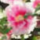 50 heirloom Hollyhock seeds mix 50 heirloom Hollyhock seeds mix