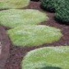 100 HEIRLOOM IRISH MOSS Sagina Subulata Seeds 100 HEIRLOOM IRISH MOSS Sagina Subulata Seeds