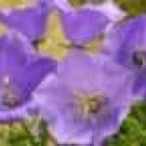 300 HEIRLOOM bellflower tussock { Campanula  C }seeds