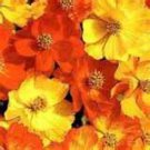 50 Heirloom Cosmos Bright Lights Seeds 50 Heirloom Cosmos Bright Lights Seeds