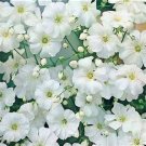 100 Heirloom Baby's Breath Gypsophila Covent Garden Seeds