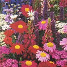 19 packets of. Perennial Seeds = 1900 Seeds plus 600 Annual Seeds gift Total 2400 gift