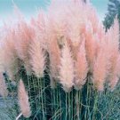 50 Ornamental Pink Pampas Cortaderia Selloana Grass Seeds 50 Ornamental Pink Pampas Cortaderia Selloana Grass Seeds